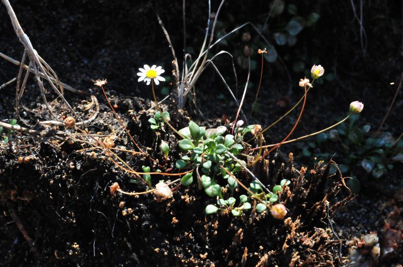 Bellium bellidioides / Pratolina spatolata